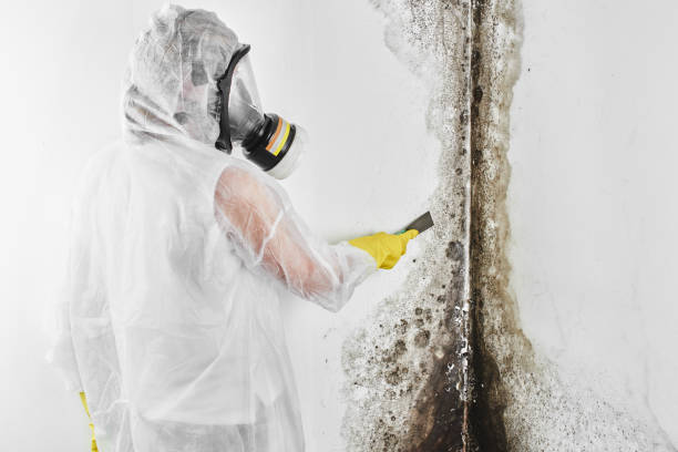 Professional Mold Removal in Fairfield, IA