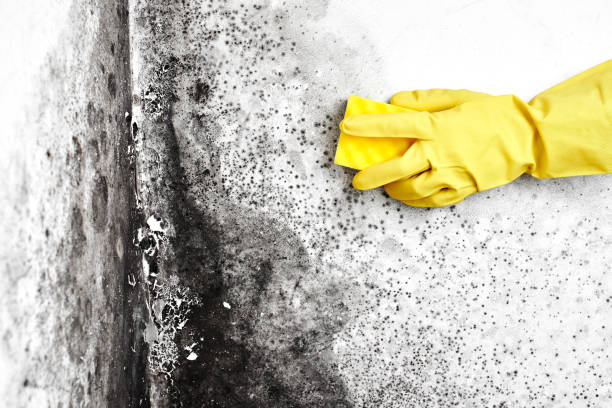 Best Toxic Mold Removal  in Fairfield, IA