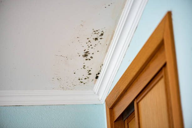 Best Crawl Space Mold Removal  in Fairfield, IA