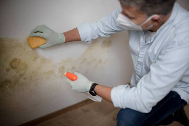 Best Mold Remediation Services  in Fairfield, IA
