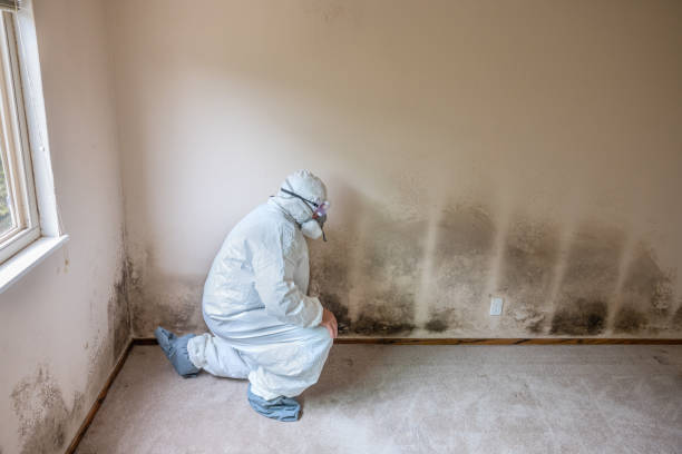 Home Mold Removal in Fairfield, IA