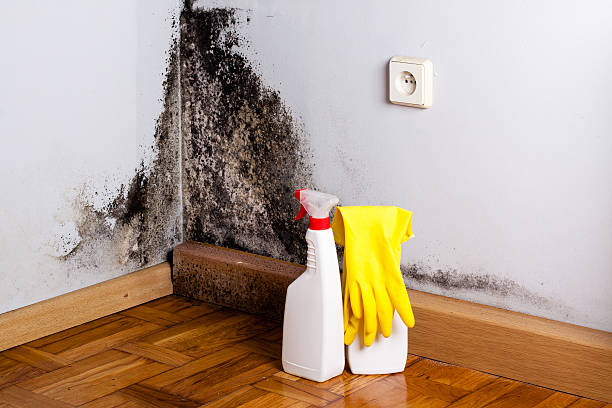 Best Commercial Mold Removal  in Fairfield, IA