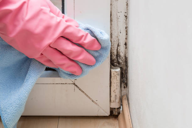 Best Fast Mold Removal  in Fairfield, IA