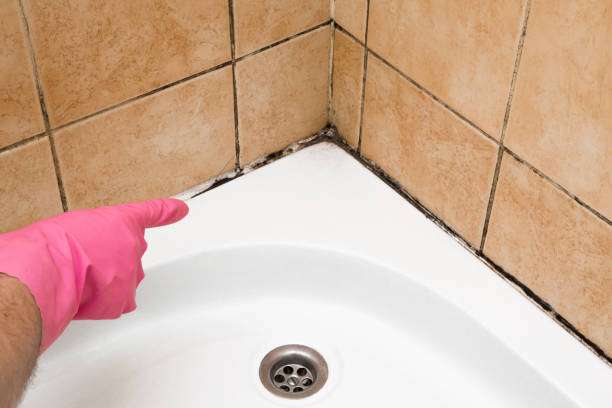 Best Mold Damage Repair  in Fairfield, IA
